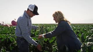 Ocean Mist Farms - How We Grow Brussels Sprouts thumbnail