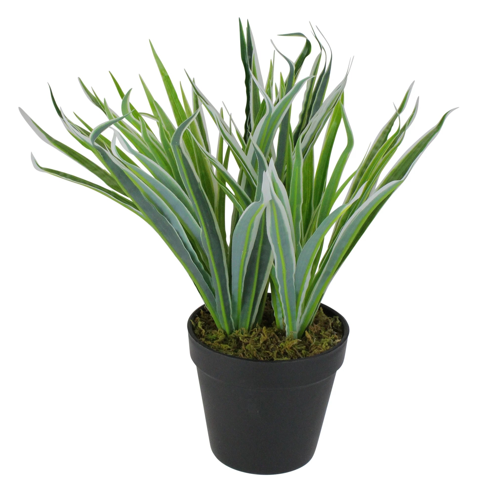Whether they have fur, feathers, fins or scales, it seems easy for humans to bond with other species. Northlight 13" Two-Tone Grass Artificial Potted Plant - Green/White - Walmart.com - Walmart.com