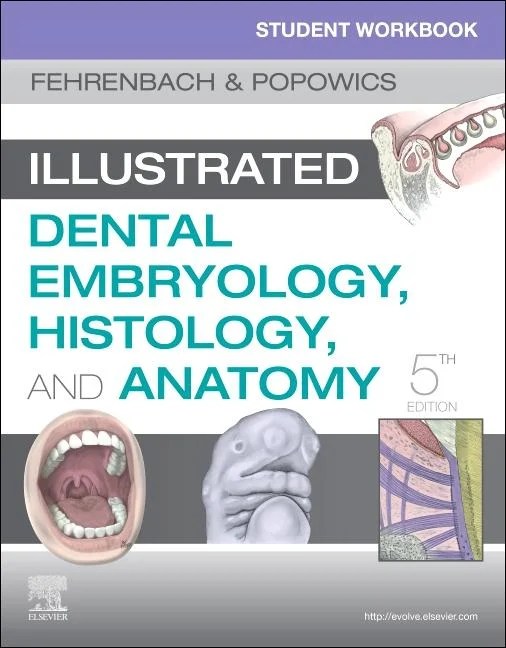 Dental Embryology Histology And Anatomy Quizzes 33+ Pages Explanation in Google Sheet [2.1mb] - Latest Update 