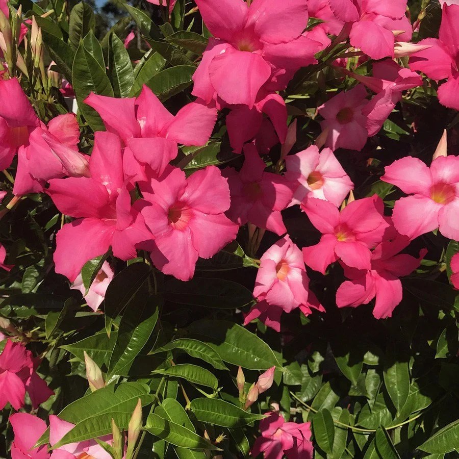 Mandevilla species are native to the southwestern united states, mexico, central america, the west indies, and south america.many originate from the serra dos órgãos … Mandevilla Plant Giant Dark Pink Flower Lot Of 2 Starter Plants Walmart Com