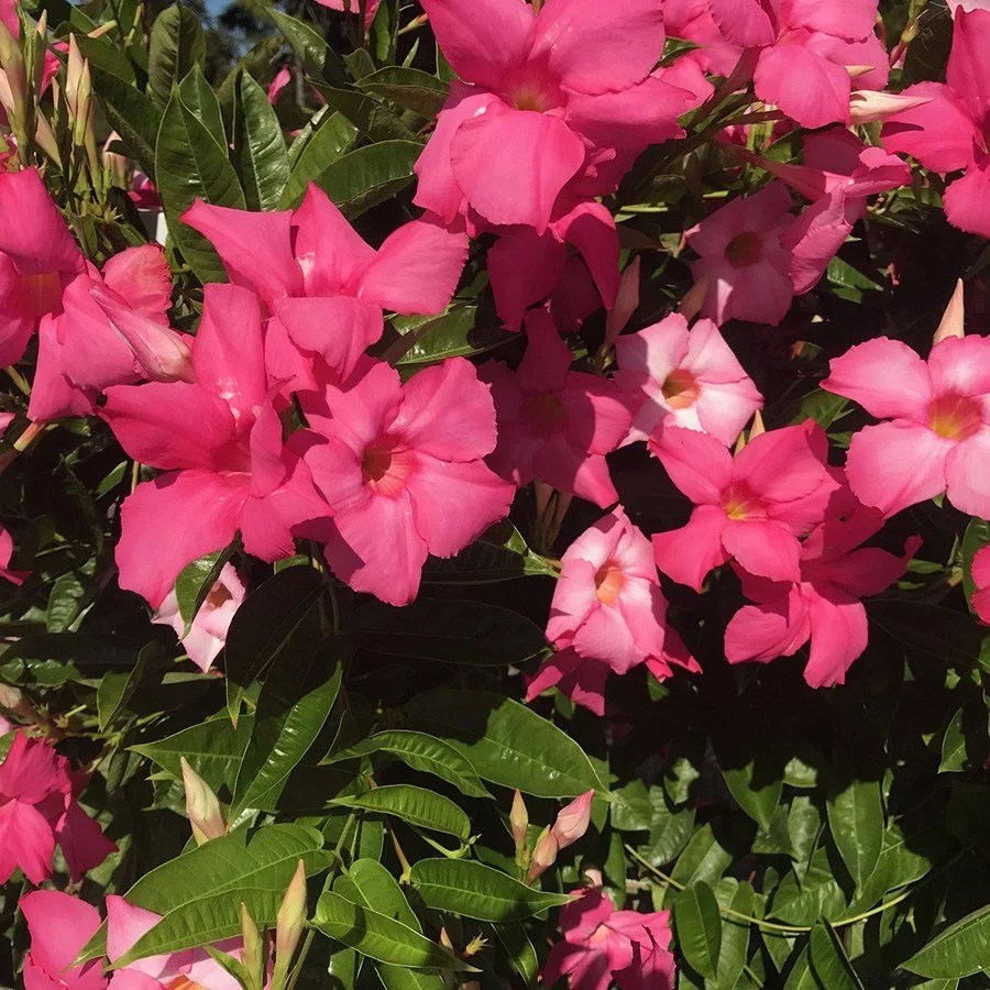 Mandevilla is a tropical, flowering vine that has become popular in landscapes and in pots on decks, patios, and porches thanks to its colorful . Mandevilla Plant Giant Dark Pink Flower Lot Of 2 Starter Plants Walmart Com