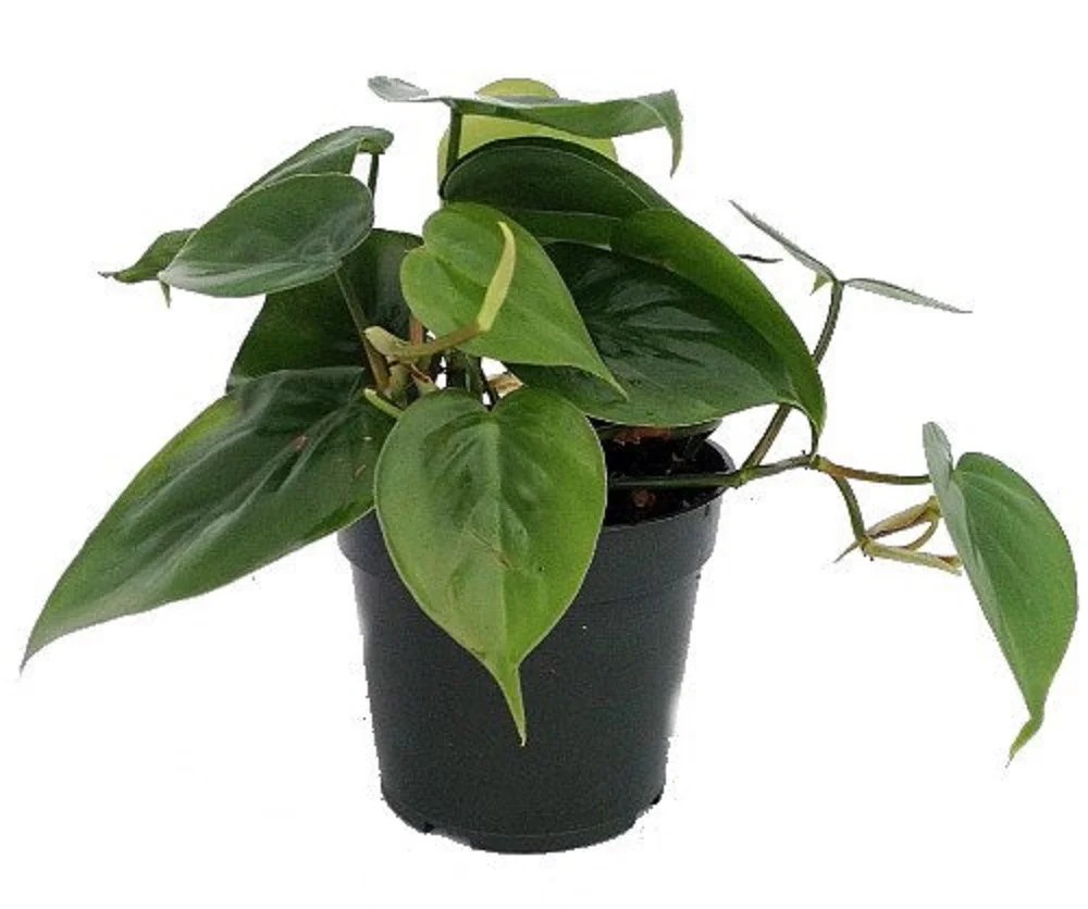 This article will help explore the. Hirt's Gardens Heart Leaf Philodendron - Easiest House ...