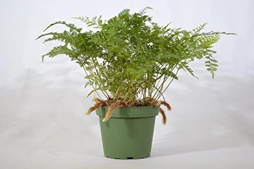 Aeonium haworthii 'kiwi' · common name: Kiwi Verde Succulent Tree Aeonium Easy To Grow Succulent 2 5 Pot Walmart Com