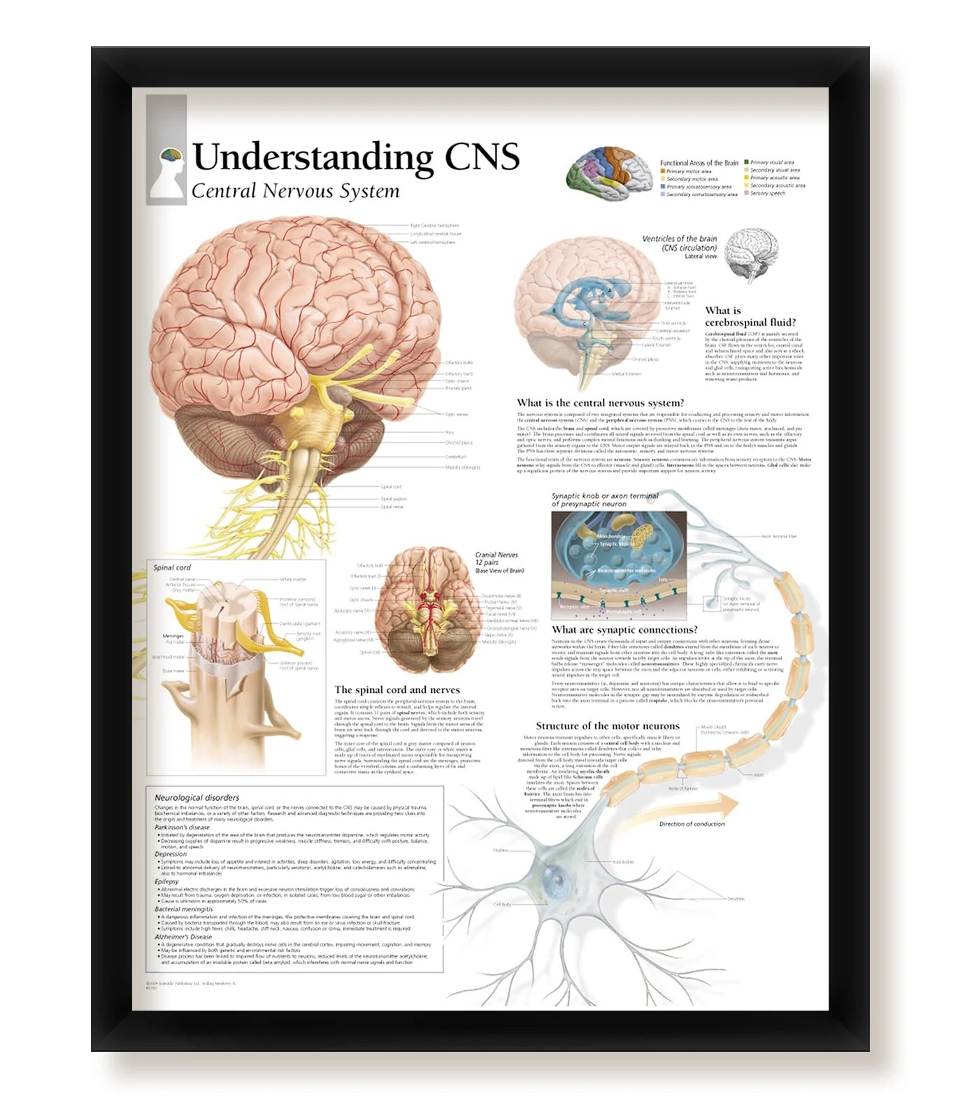 Can you remember the moment you knew your significant other was the one? Wallsthatspeak Understanding Cns Central Nervous System Framed Medical Educational Informational Poster Diagram Doctors Office School Classroom 22x28 Inches Walmart Com