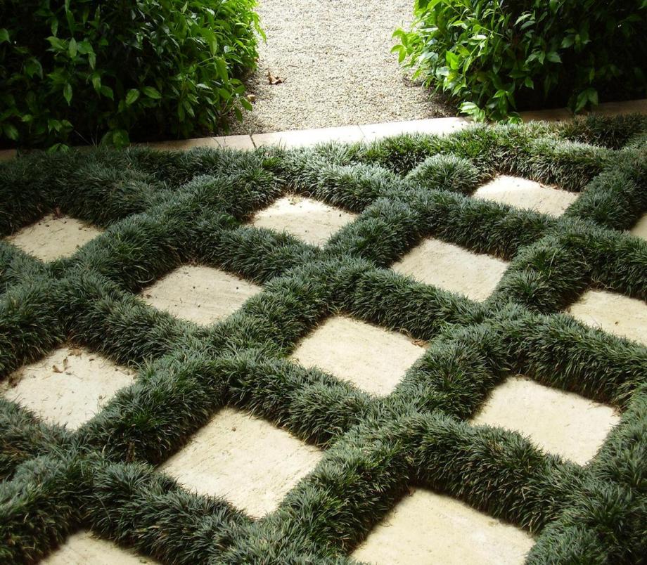 pic Dwarf Mondo Grass Pavers walmart