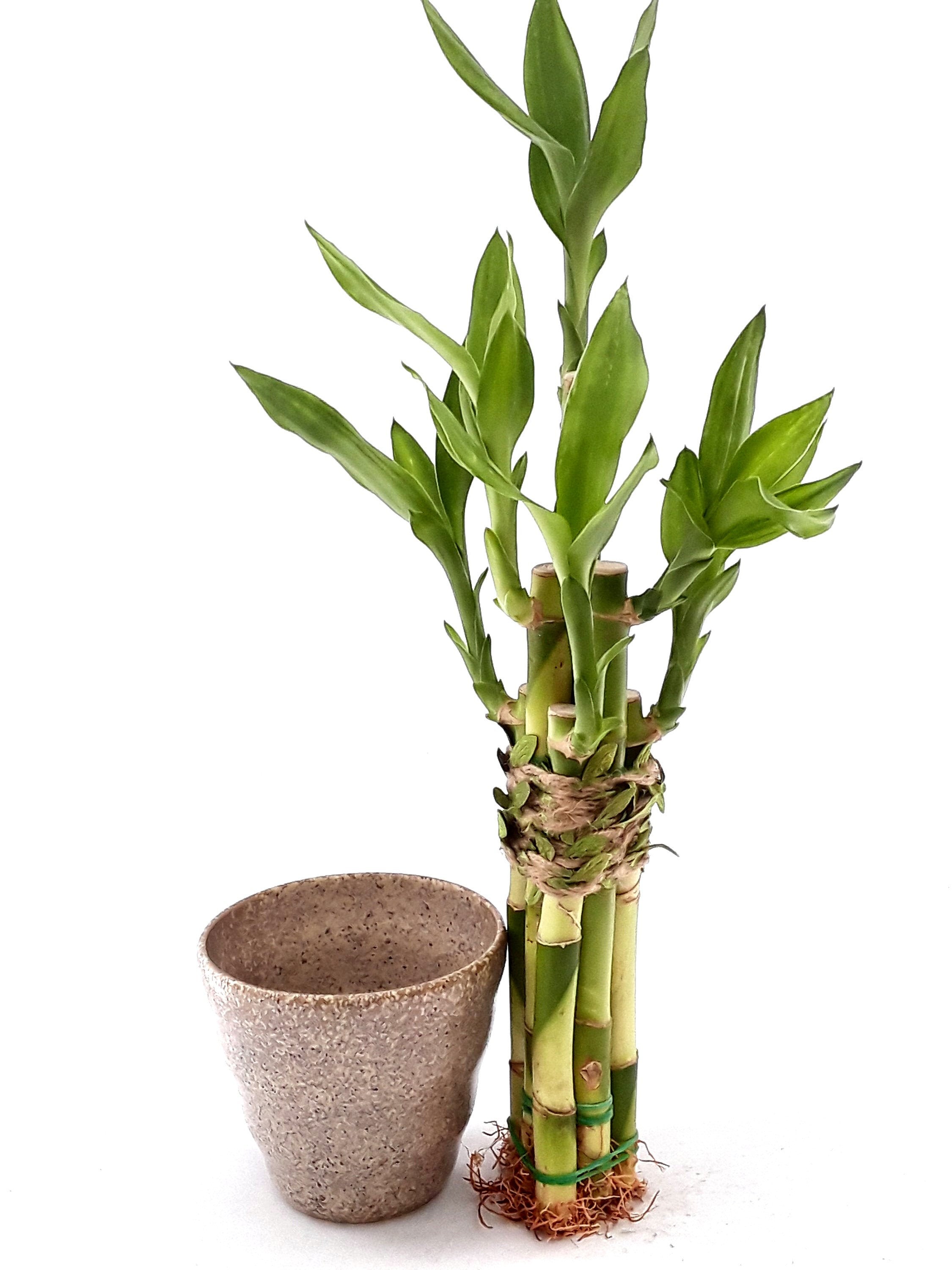 Succulent plants are easy to take care of and look beautiful in different settings. Wild Animal Planter Wedding Deco Housewarming Unique Birthday Holiday Gift Indoor Plant Heart Lucky Bamboo In A Brown Rooster Pot Outdoor Gardening Planters Pots Startfi Io