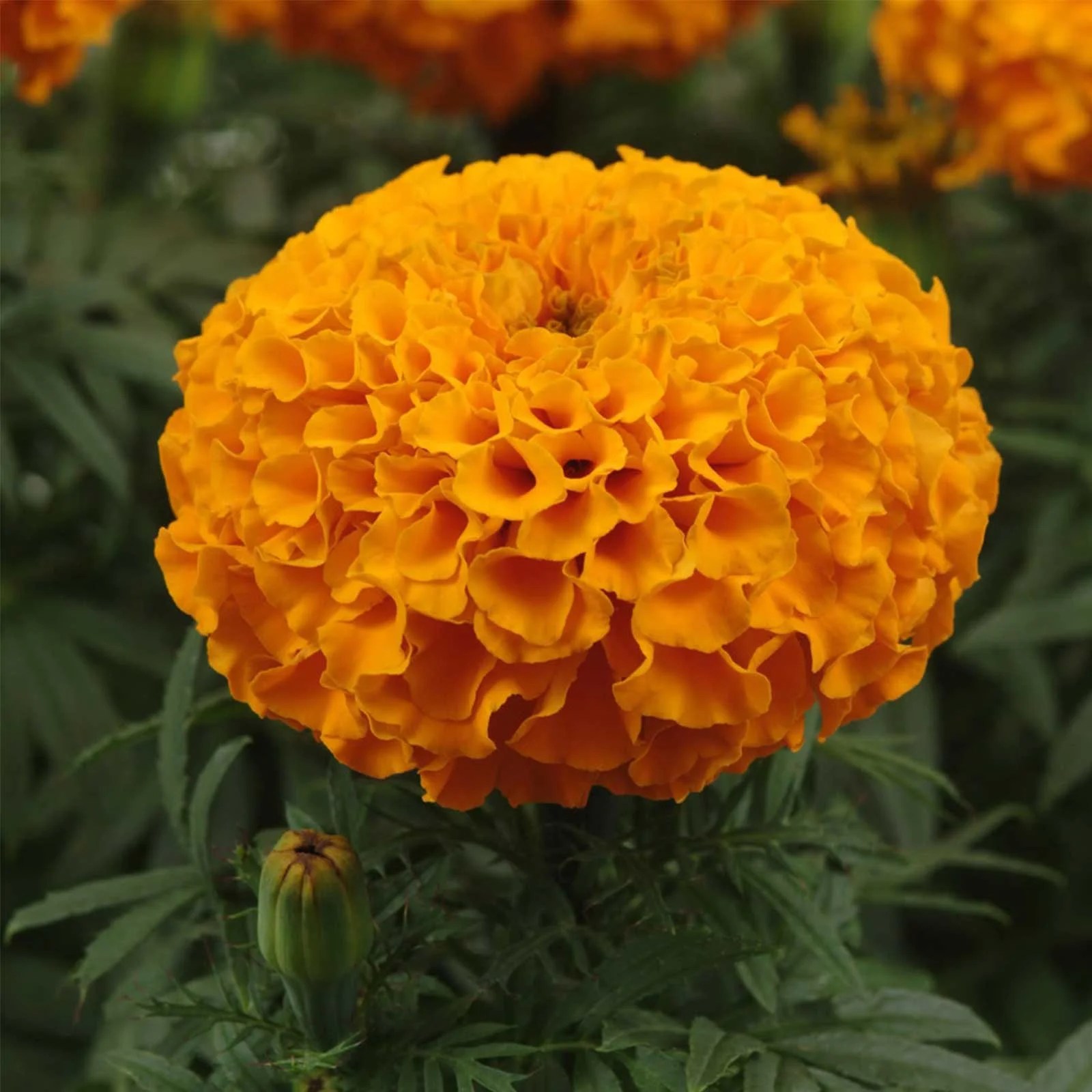 Sempôwalxôchitl 'veinte flores') es una especie de la familia asteraceae, nativa de méxico, donde se encuentra en estado silvestre principalmente en los estados de chiapas, tabasco, méxico, … African Marigold Flower Garden Seeds Taishan Series F1 Orange 100 Seeds Annual Flower Gardening Seeds Tagetes Erecta Walmart Com