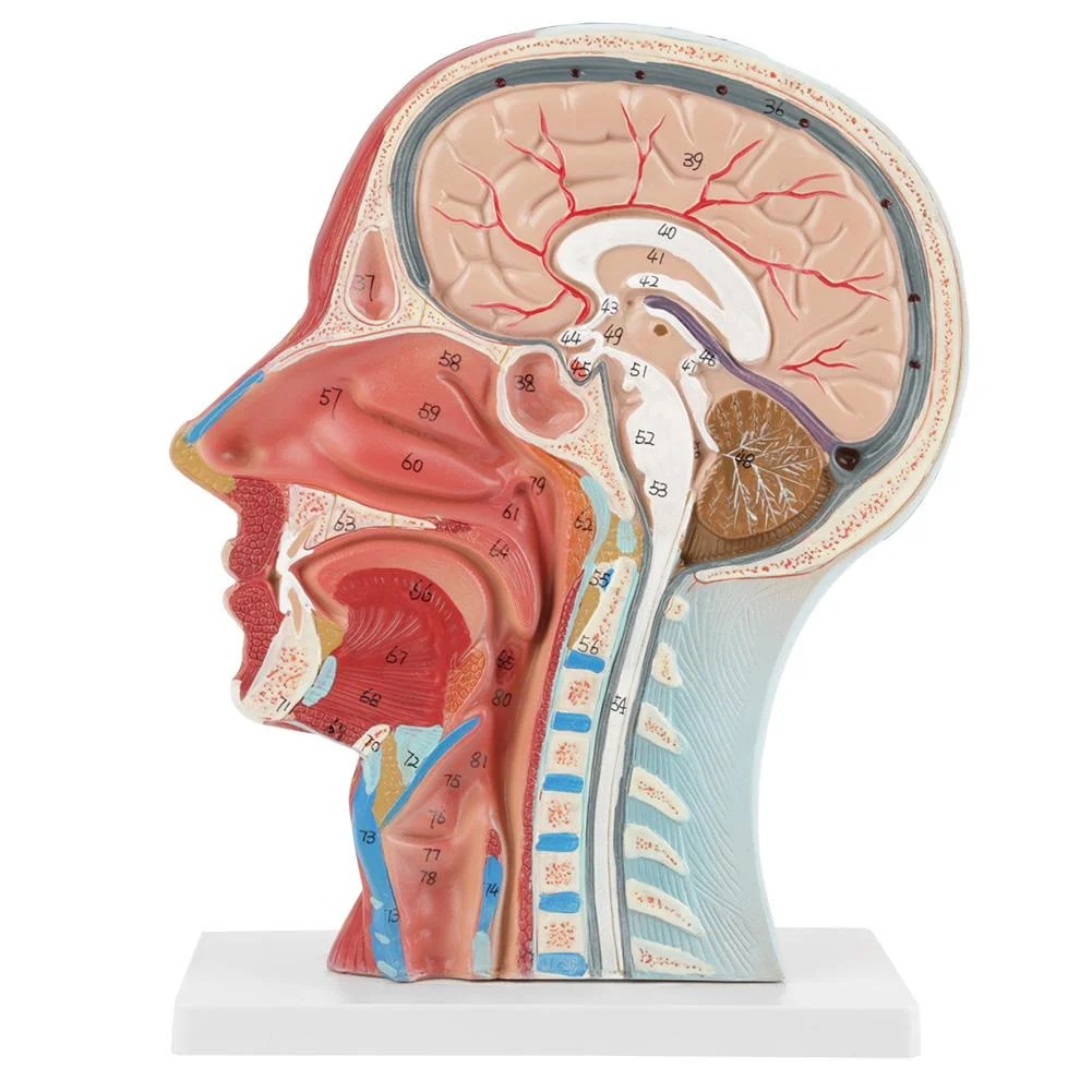 How we think, feel, and act. Rdeghly Medical Brain Model Anatomical Brain Model Anatomical Medical Life Size Head Brain Neck Median Section Study Model Walmart Canada