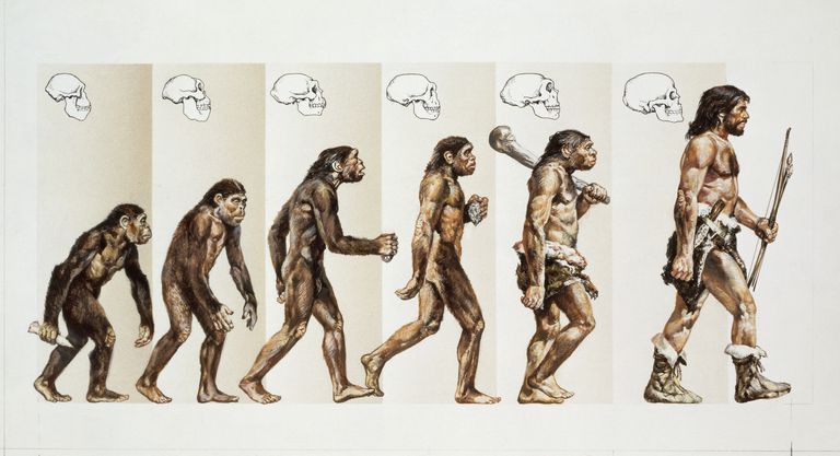 RÄspunsuri La 10 IntrebÄri Adresate Profesorului Dvs De Biologie Despre EvoluÈie