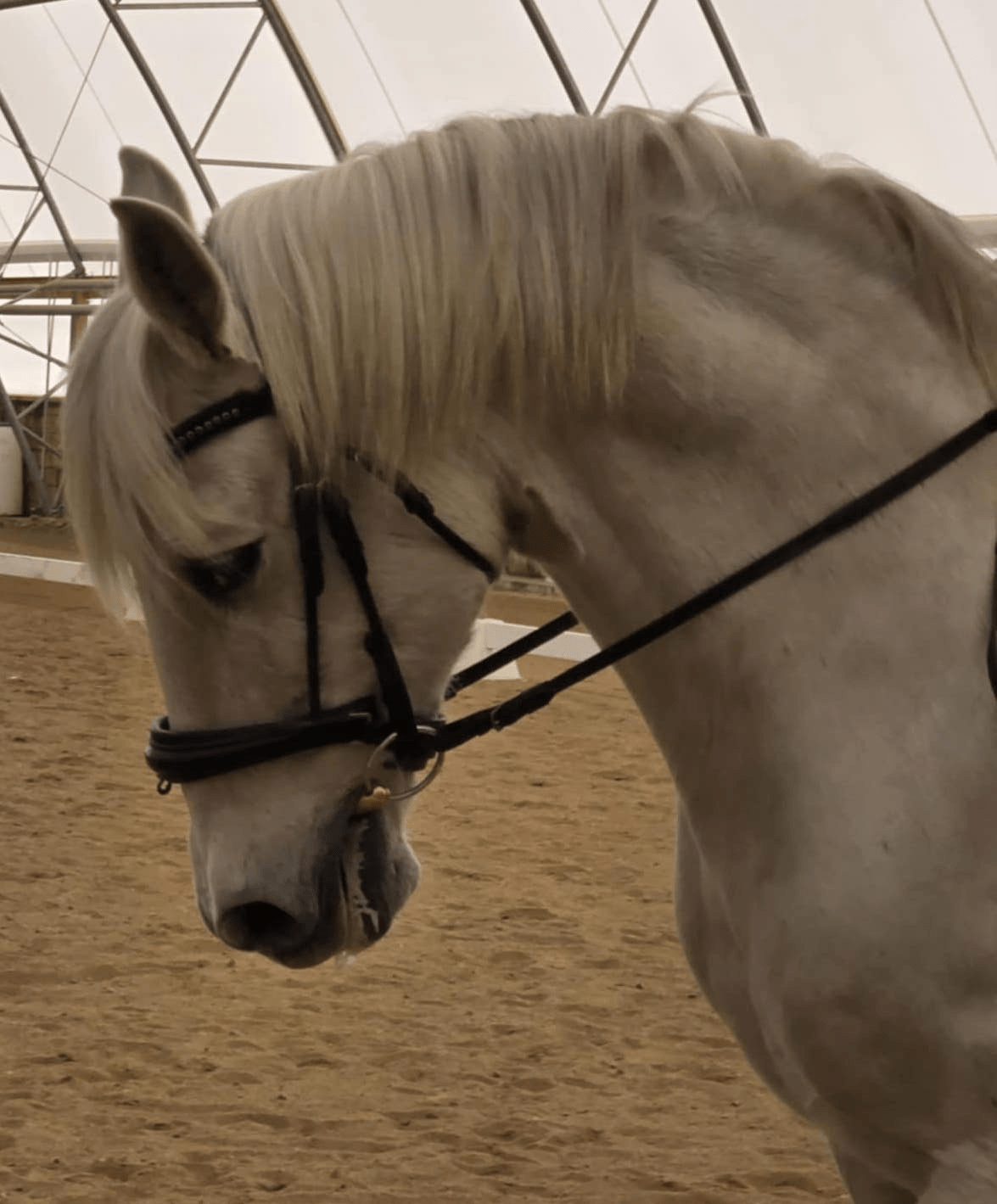 picture of the head of a horse looking down at a dirt floor in a white building