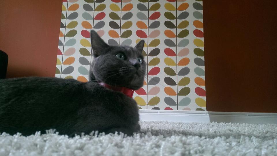 orla kitty with orla kiely