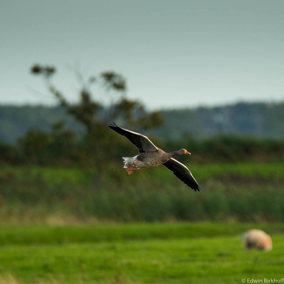 20160828_AckerdijkseBos__EB20282