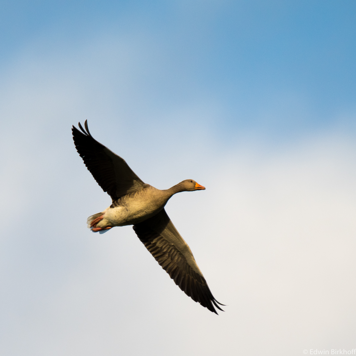 20160828_AckerdijkseBos__EB20347
