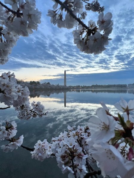 Cherry Blossoms