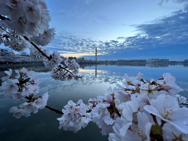 Cherry blossoms
