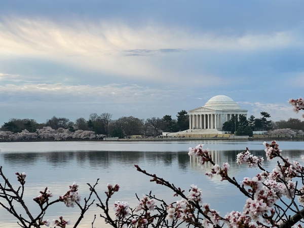 Cherry blossoms