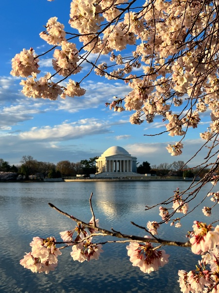 Cherry blossoms