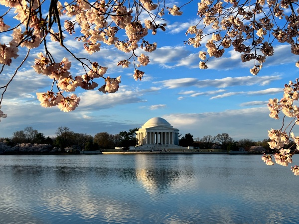 cherry blossoms