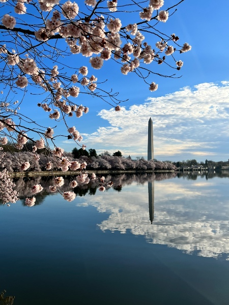 Cherry Blossoms #6