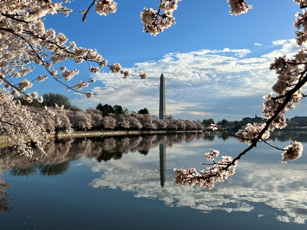 Cherry Blossoms #7