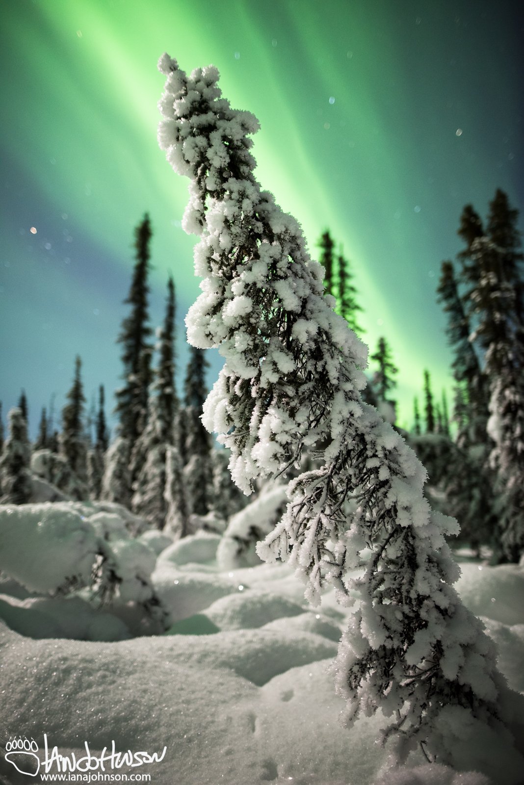 A snow-covered spruce leans with the Aurora Borealis in Fairbanks, Alaska