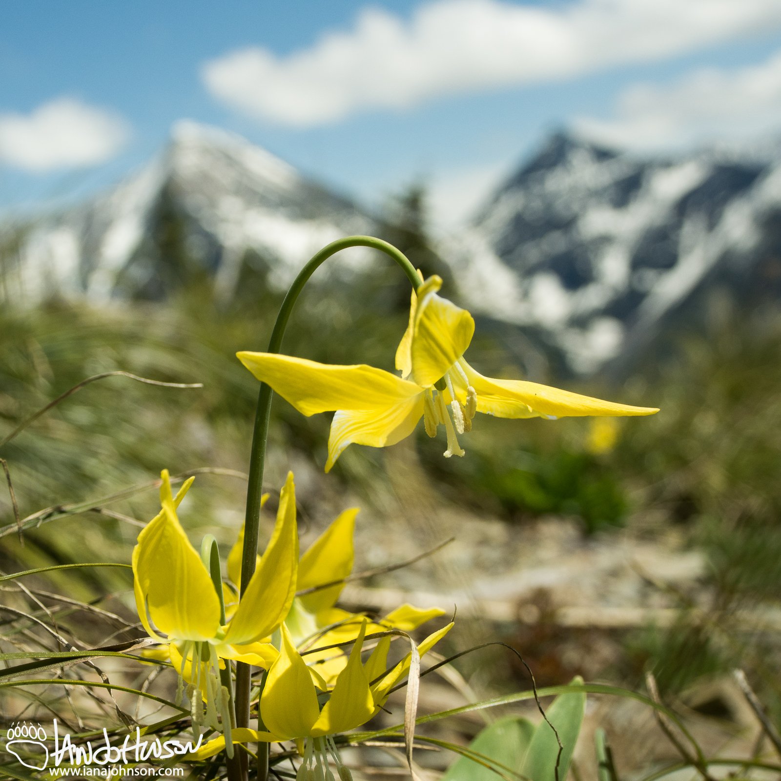 Glacier Lilies nod their heads in front of the mountains and over Bowman Lake, Glacier National Park, Montana.