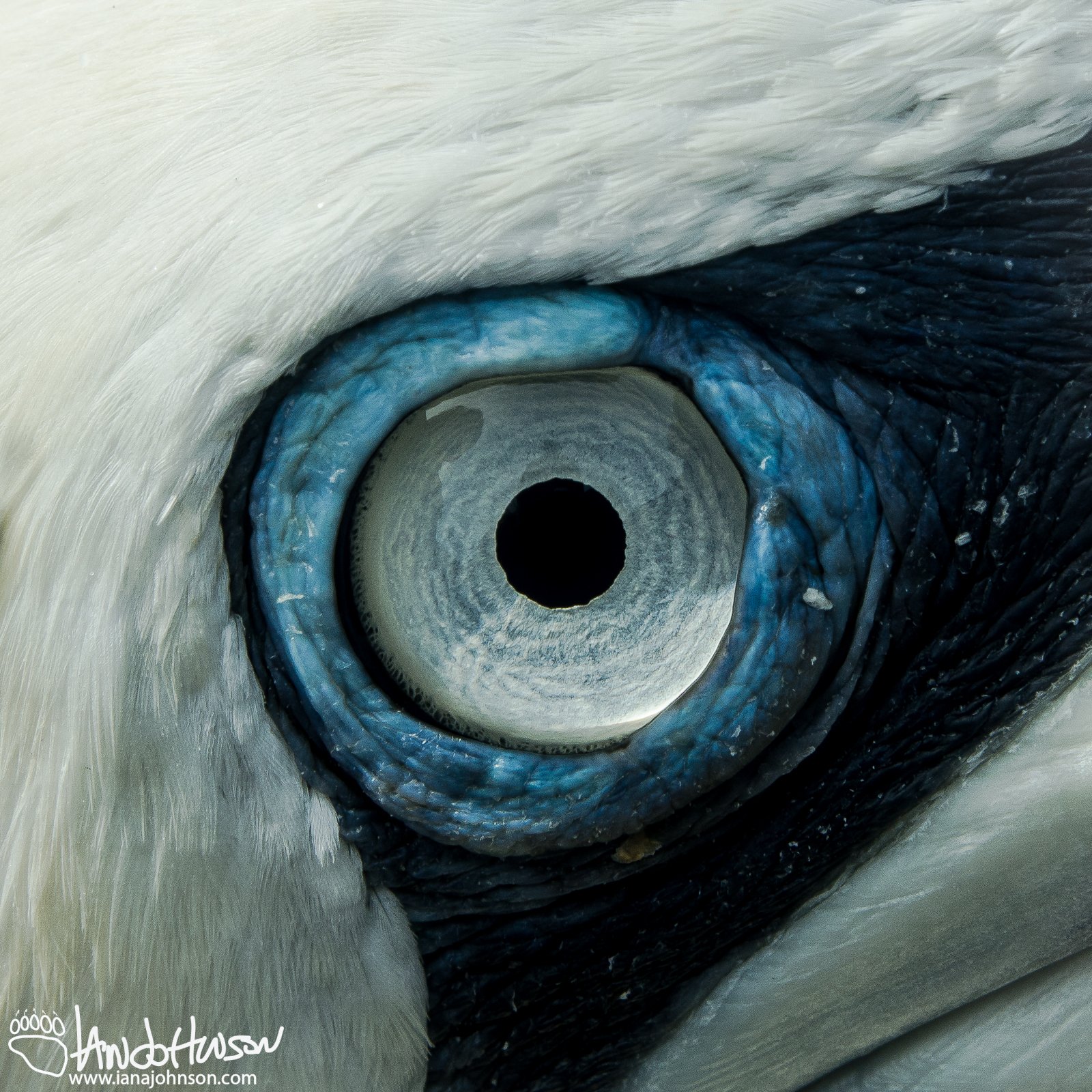 Northern Gannet
