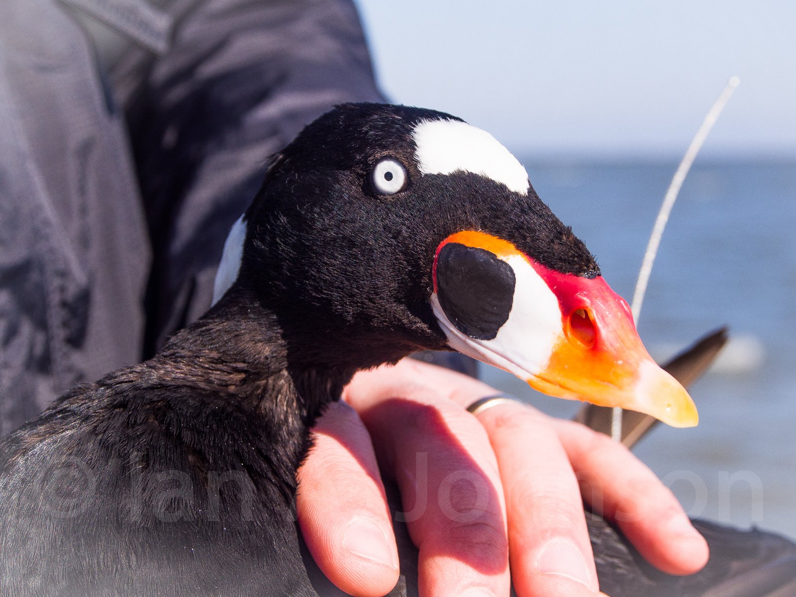 This surf scoter has been equipped with a satellite transmitter to monitor its movements on the eastern sea-board.