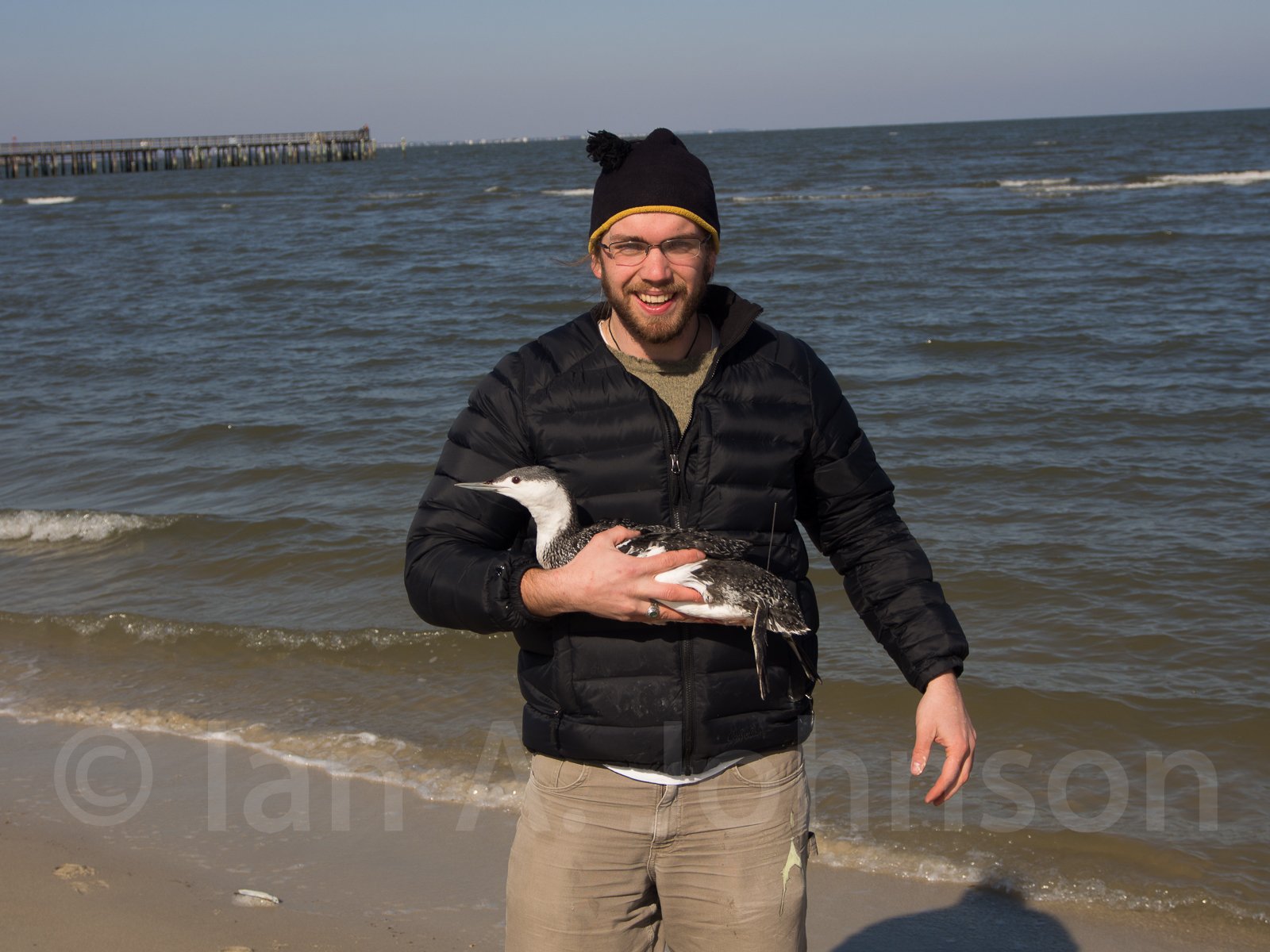 This surf red-throated loon has been outfitted with a transmitter to better understand its movements up and down the Atlantic coast.