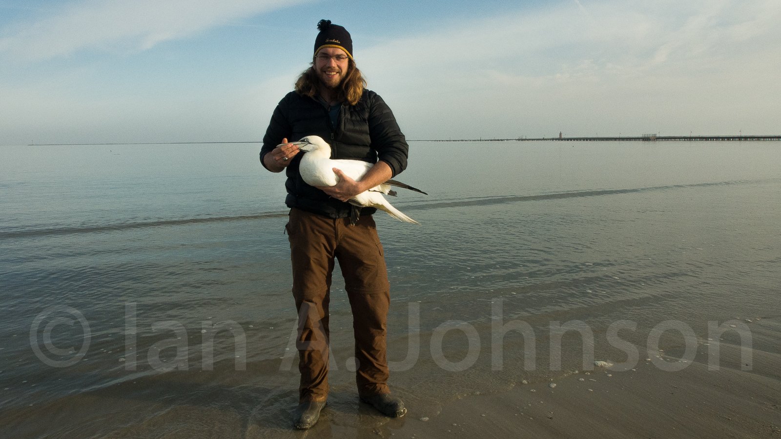 This northern gannet has been outfitted with a transmitter to better understand its movements up and down the Atlantic coast.