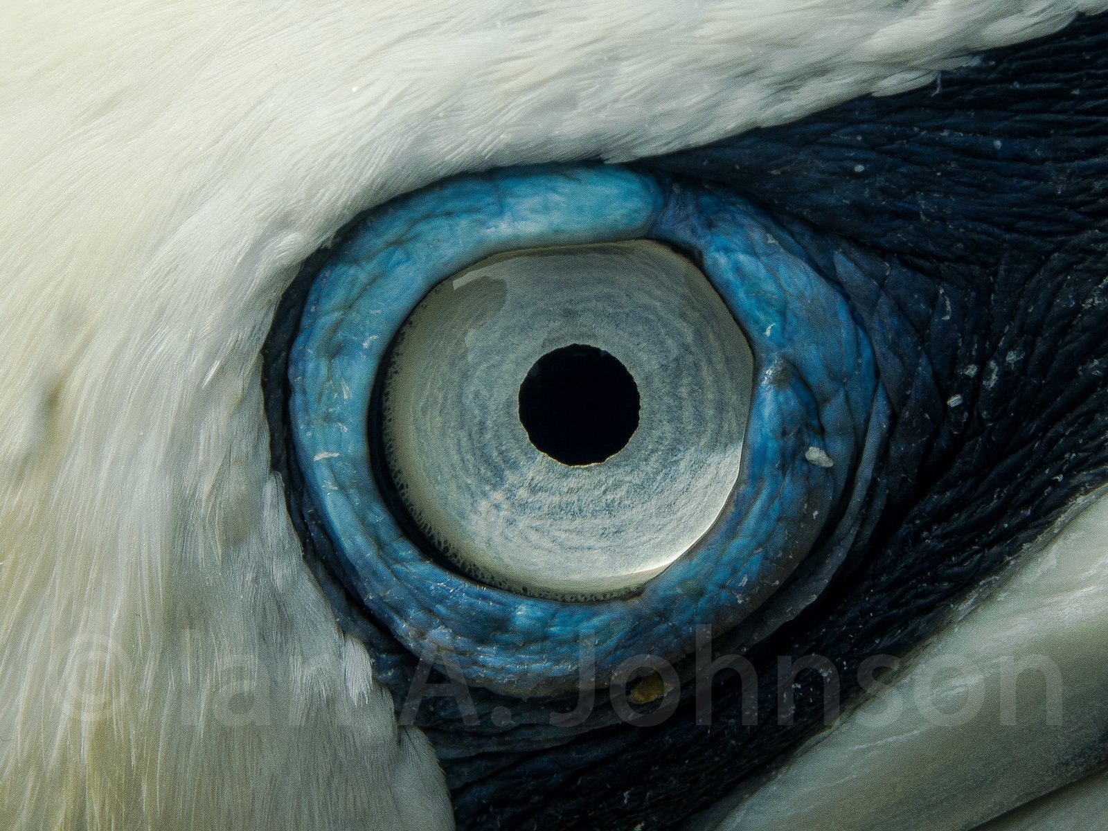 One of the incredible things about a northern gannet their huge, blue-ringed eye. Really incredible!