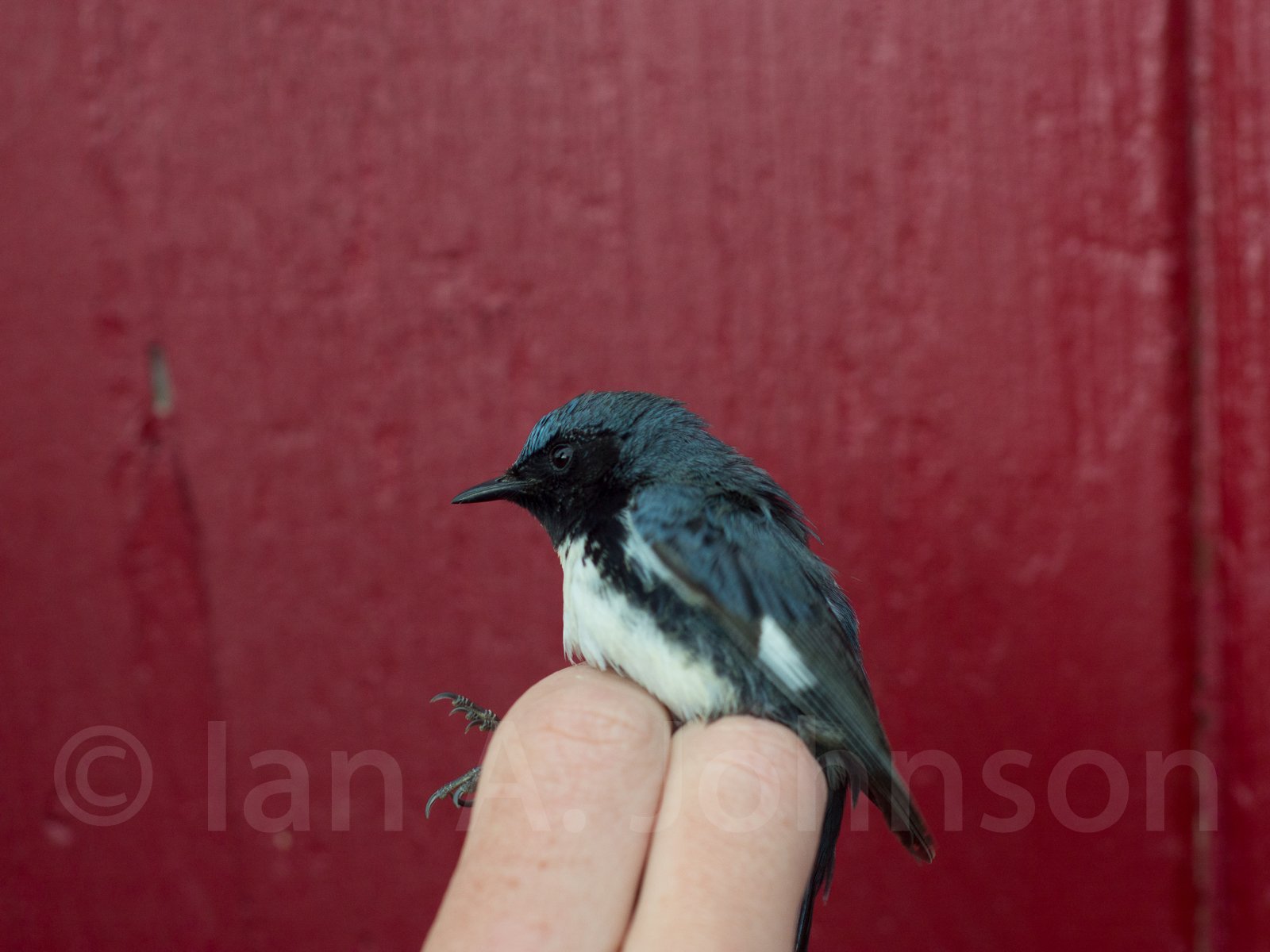 Working at a banding station allows you to see a lot of birds up close. This black-throated blue warbler was captured at River Point Conservation Area, Maine