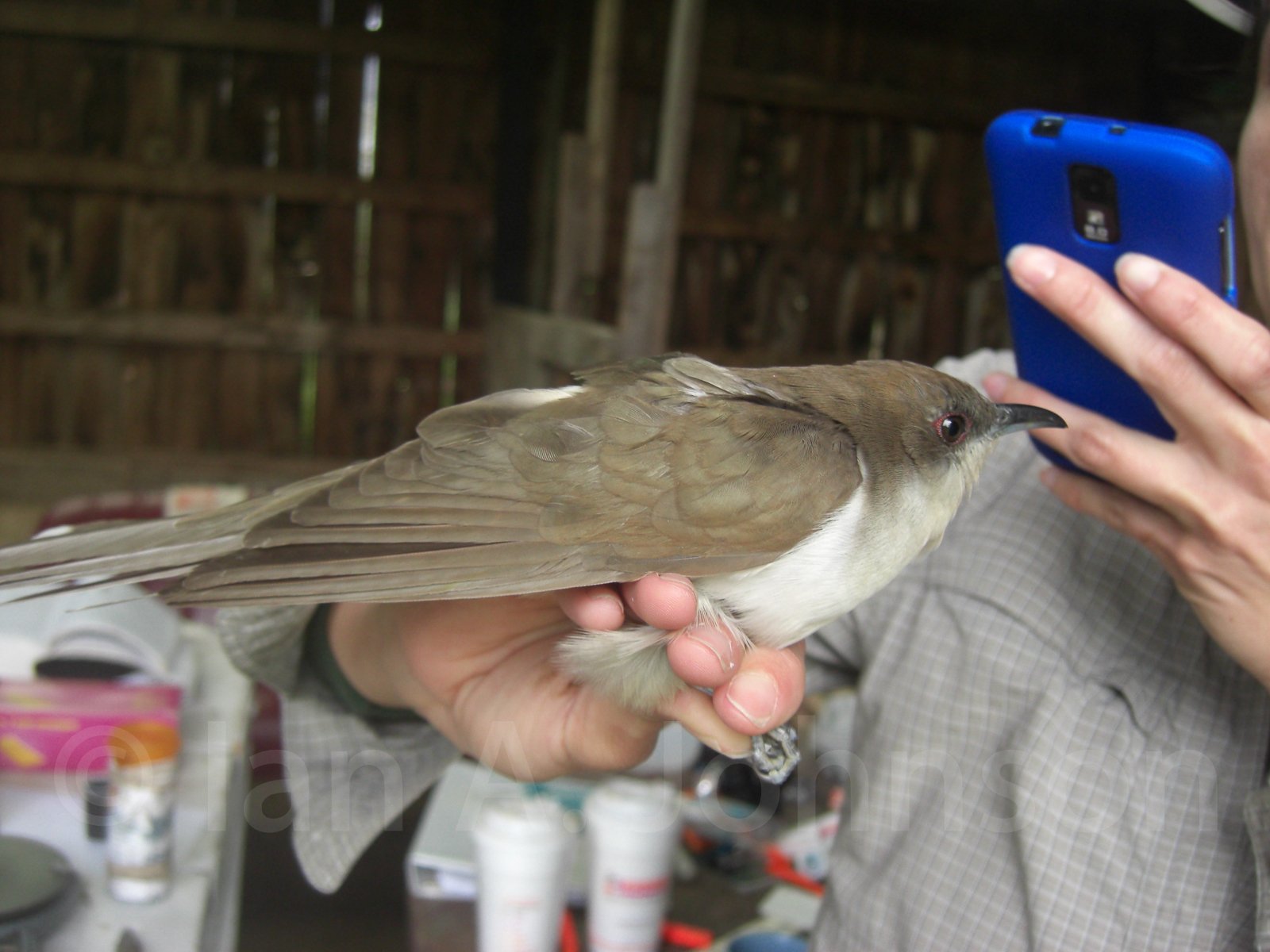 Black-billed Cuckoo Riverpoint Conservation Area, West Falmouth, Maine