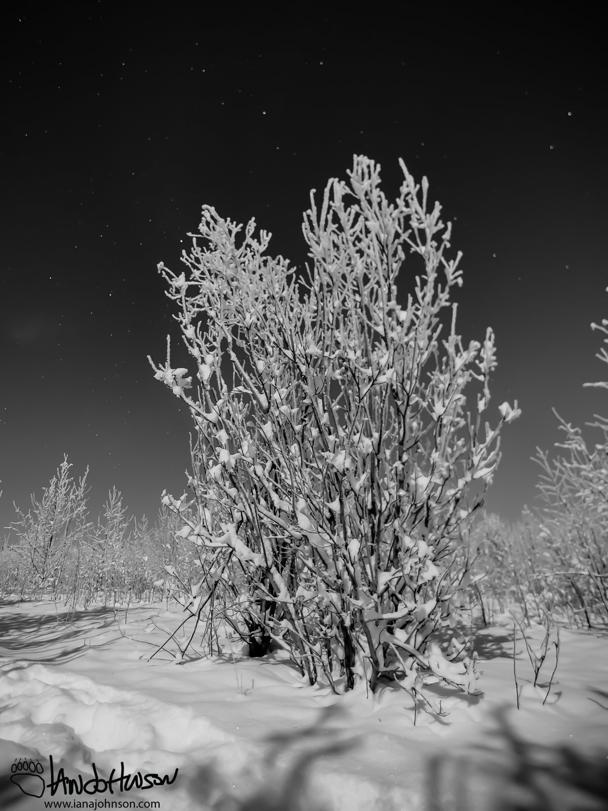Lone Tree Black and White