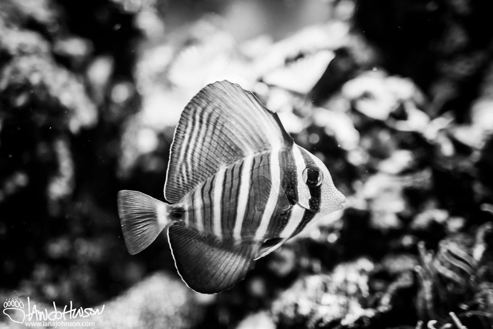 November 9th : Sailfin Tang