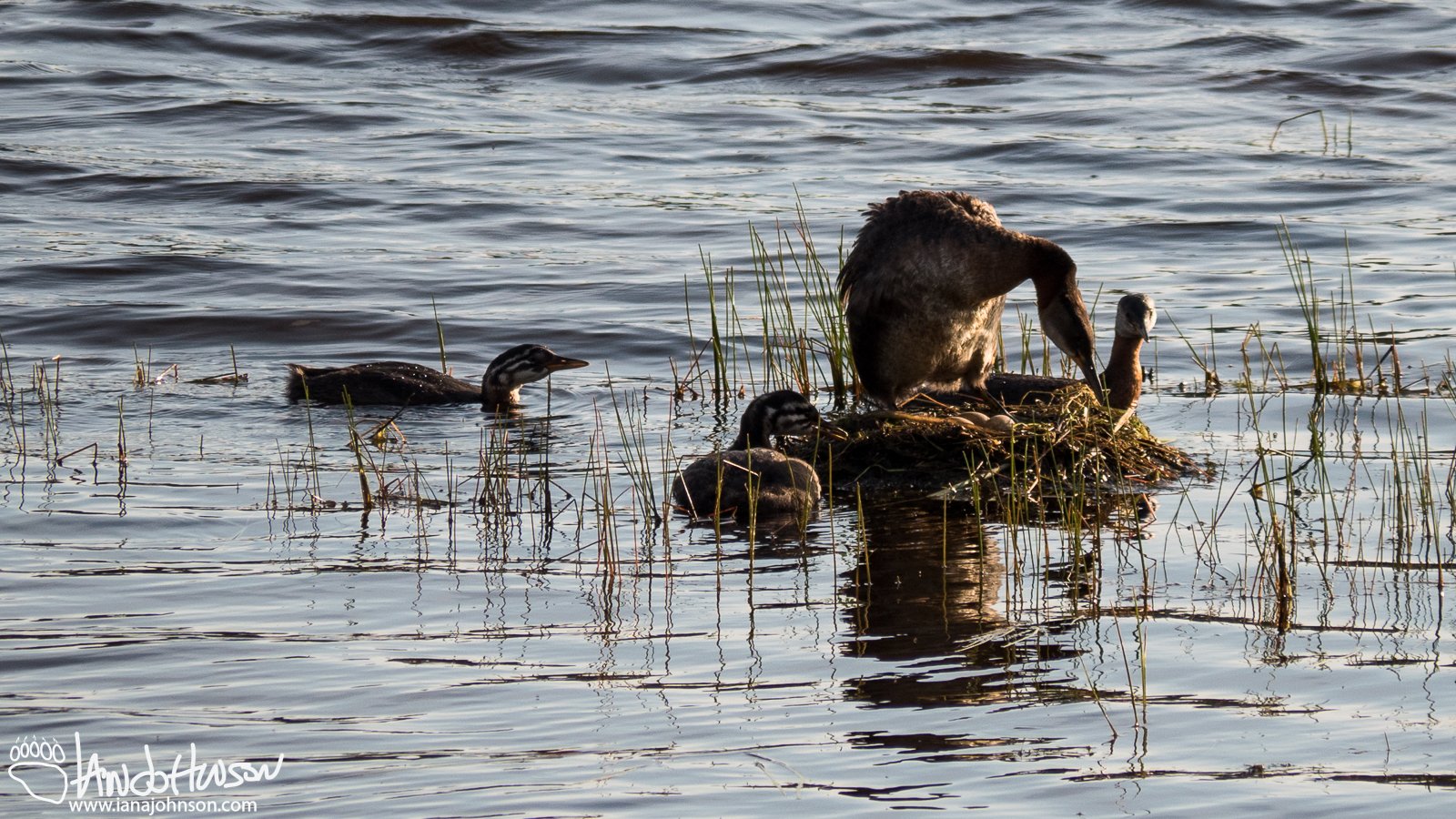 July 26th : Red-necked grebes on a second nest while the half grown chicks look ok