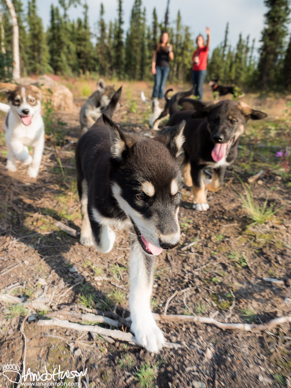 July 28th : Happy sled dog puppies at Black Spruce Dog Sledding