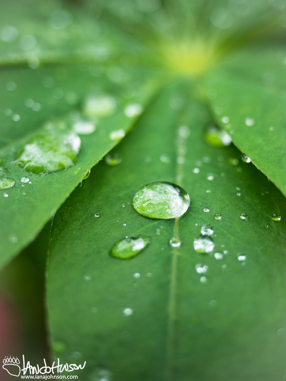 August 5th : Raindrops on lupine leaves