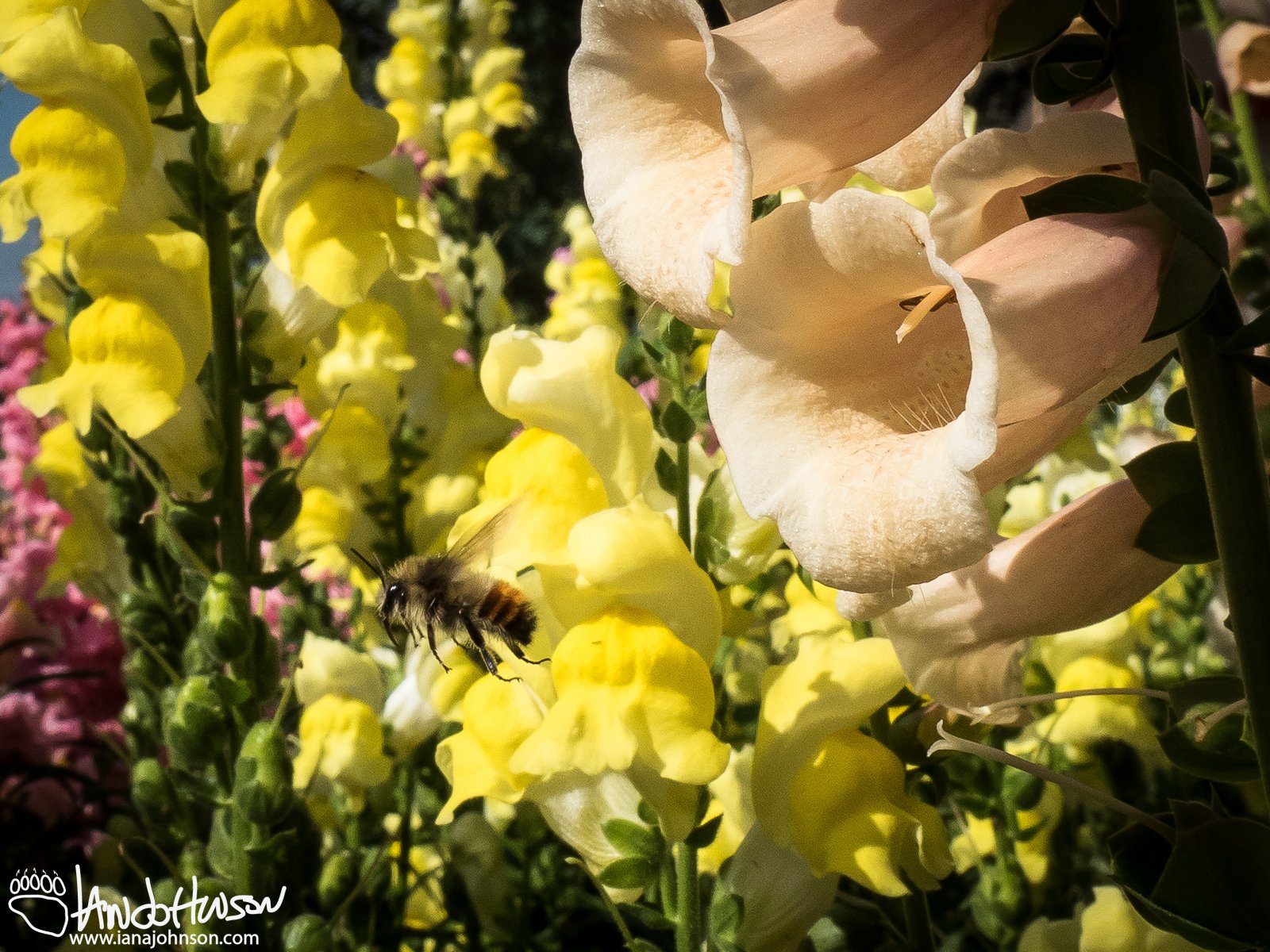 August 6th : Large flowers!