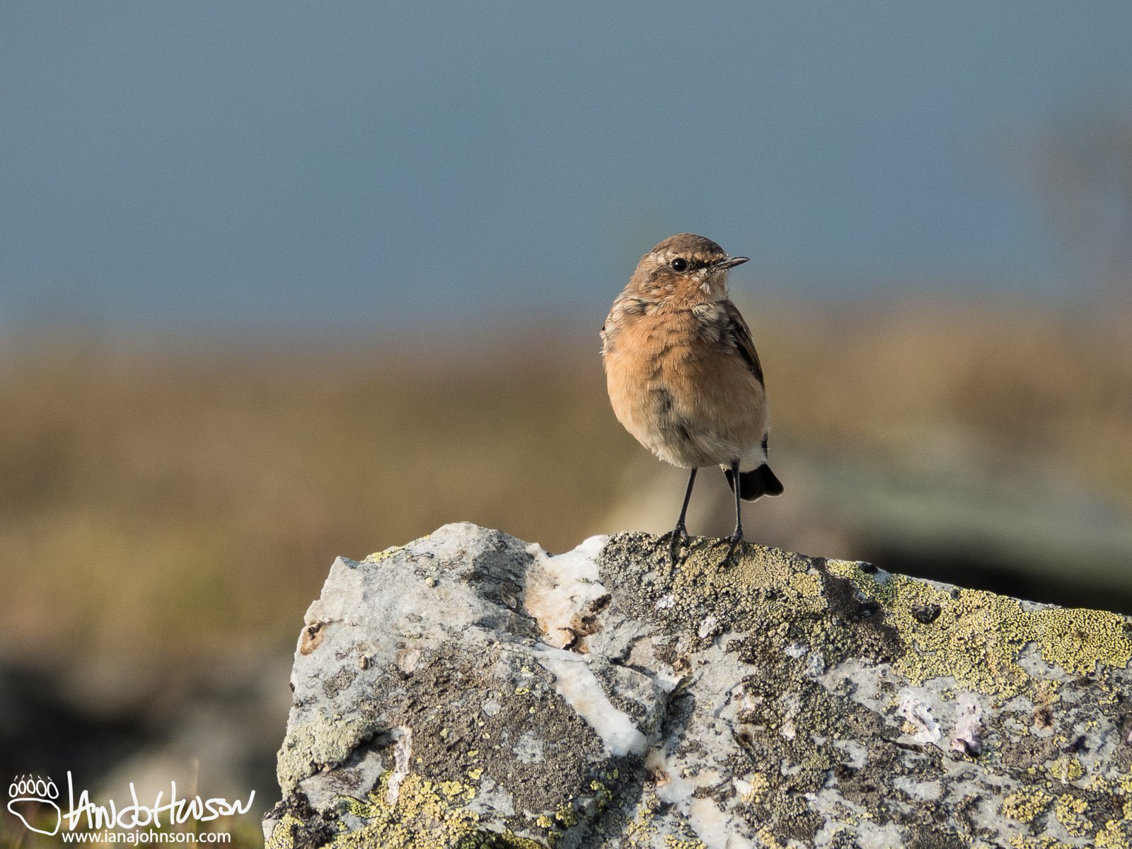 August 8th : Northern Wheatear, Steese Highway