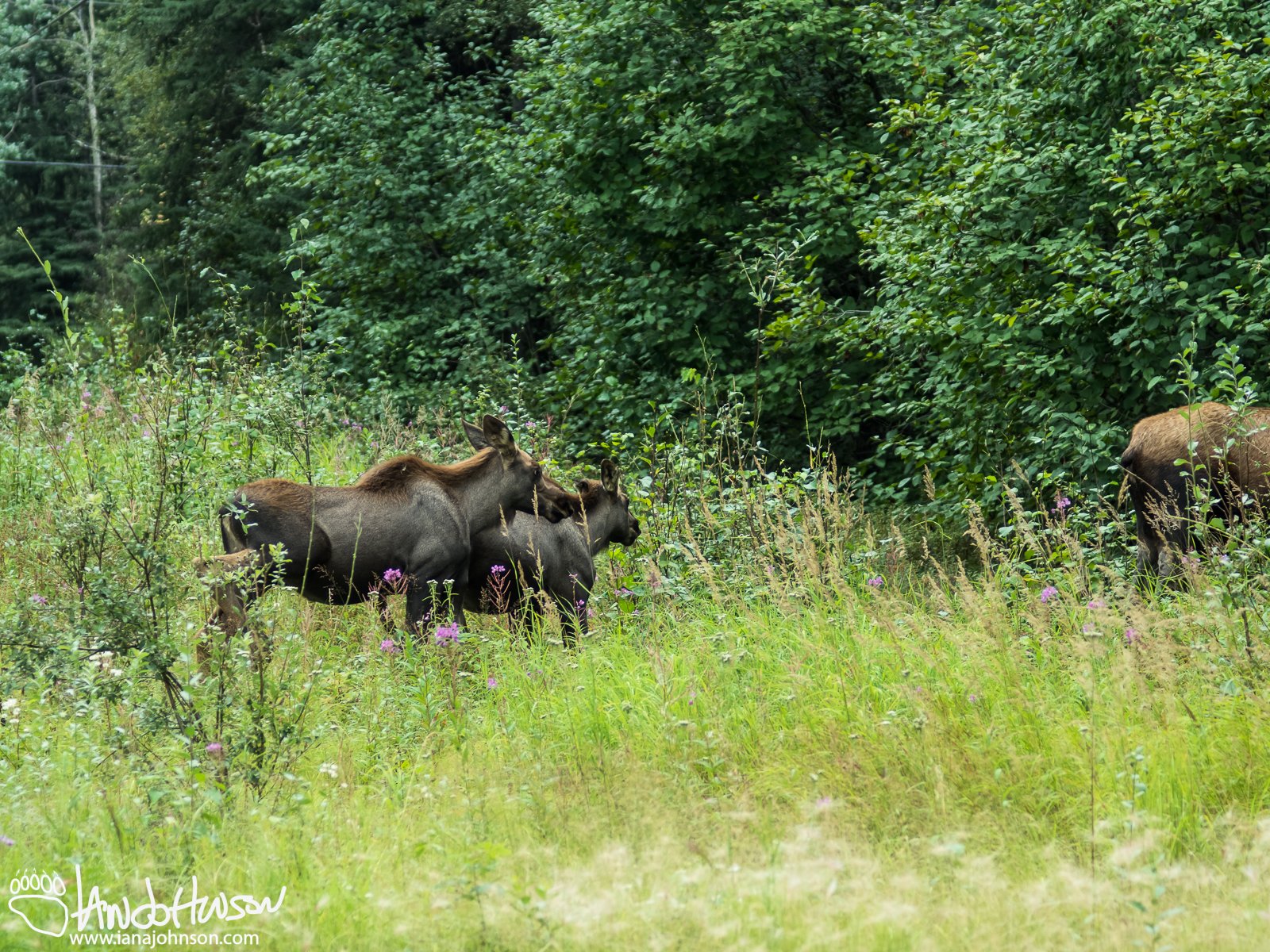August 9th : Moose in my yard