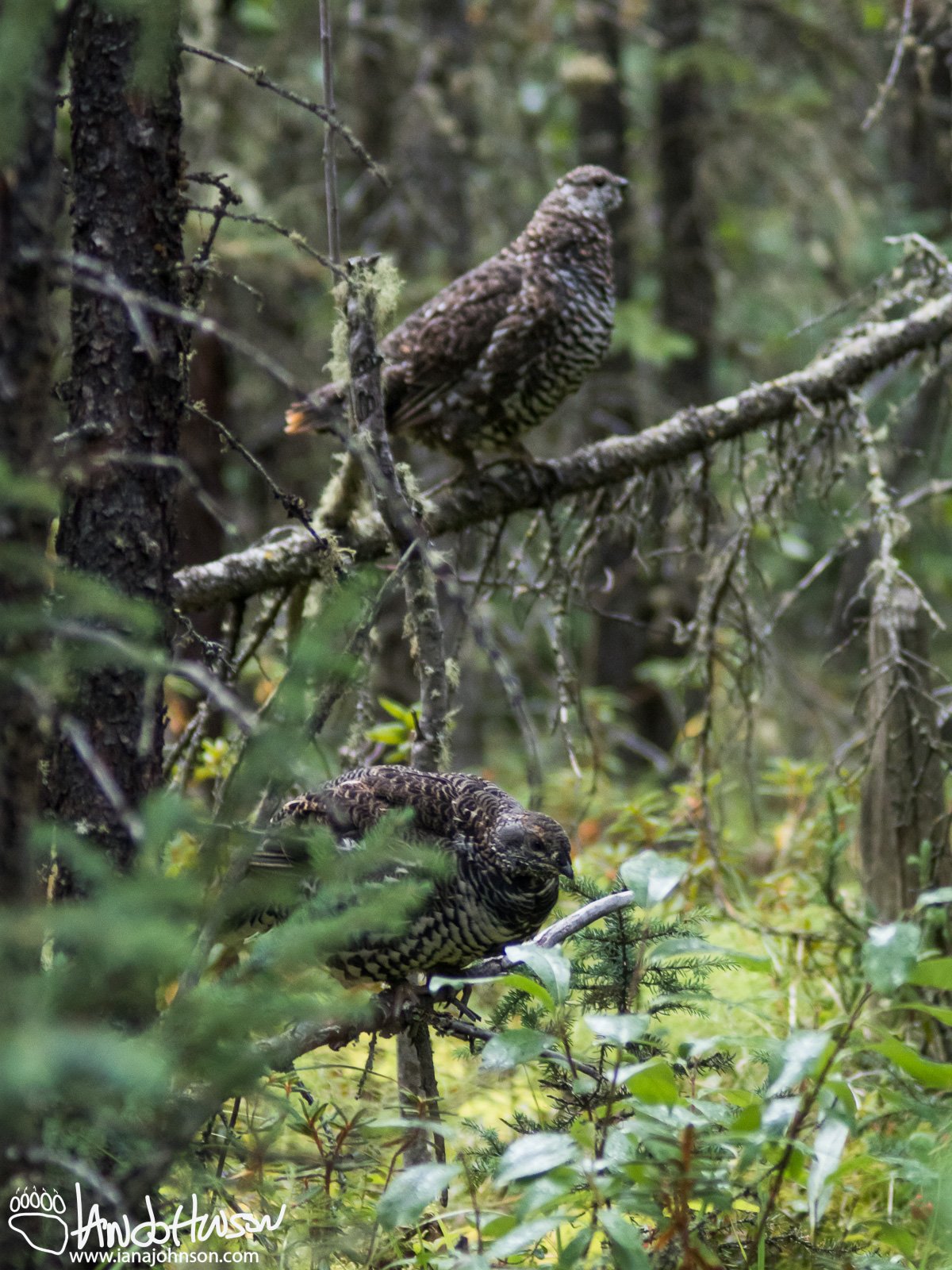 August 12th : Double spruce grouse
