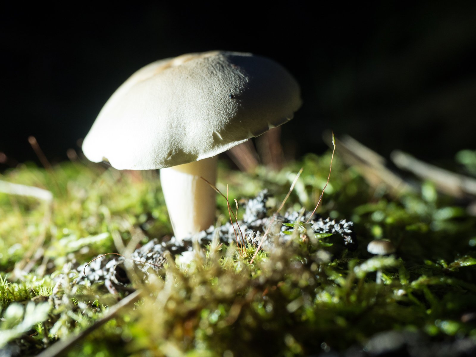 August 13th : Spooky mushrooms at night