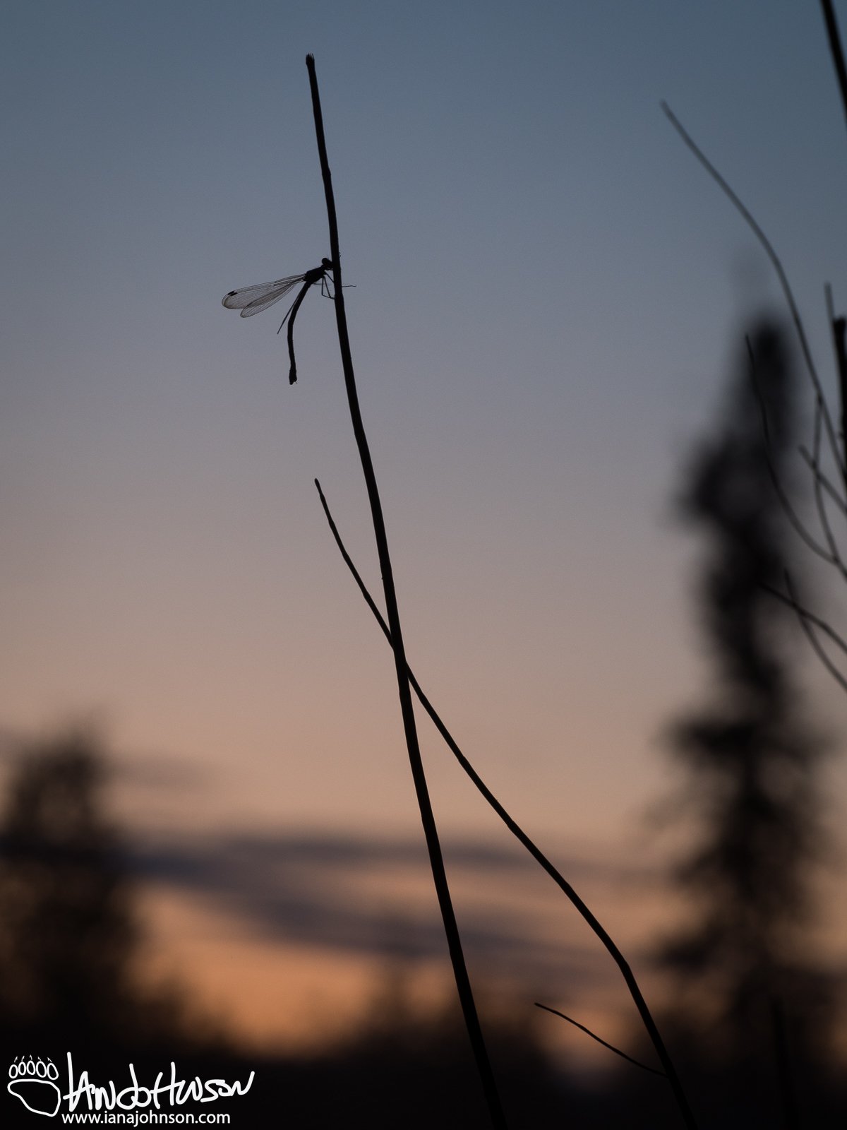 August 14th : Damselfly in the sunset