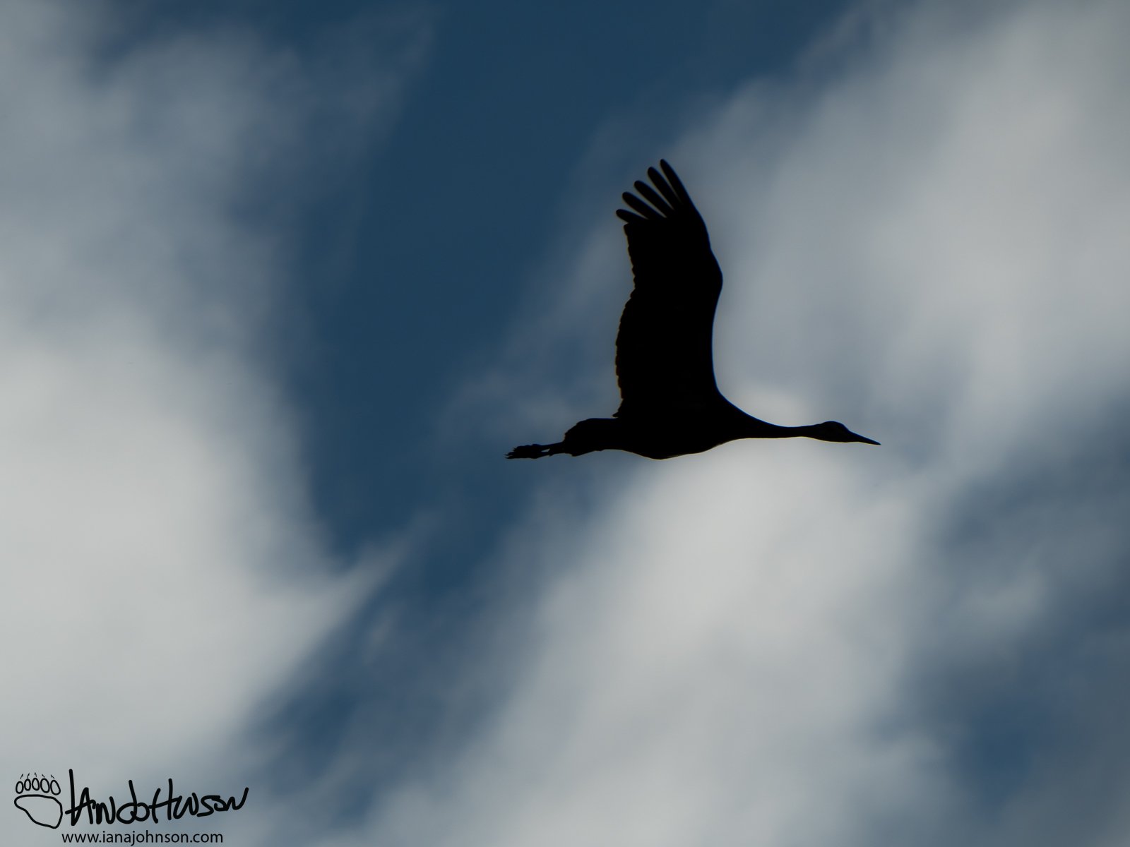 August 20th : Sandhill silhouttee