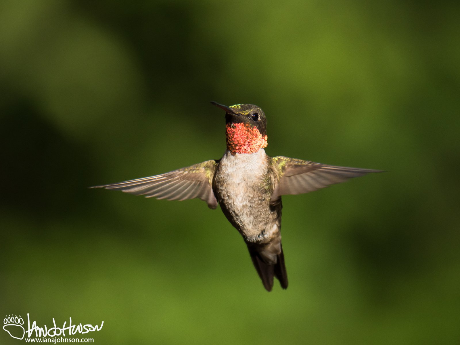 August 25th : Ruby-throated hummingbird