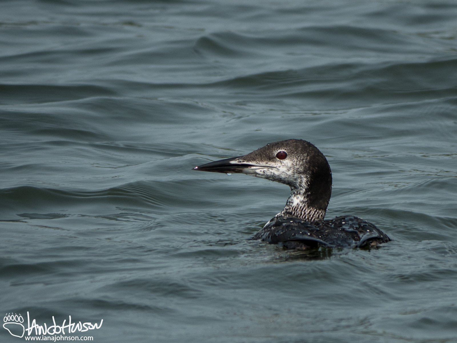August 30th : Juvenile common loon