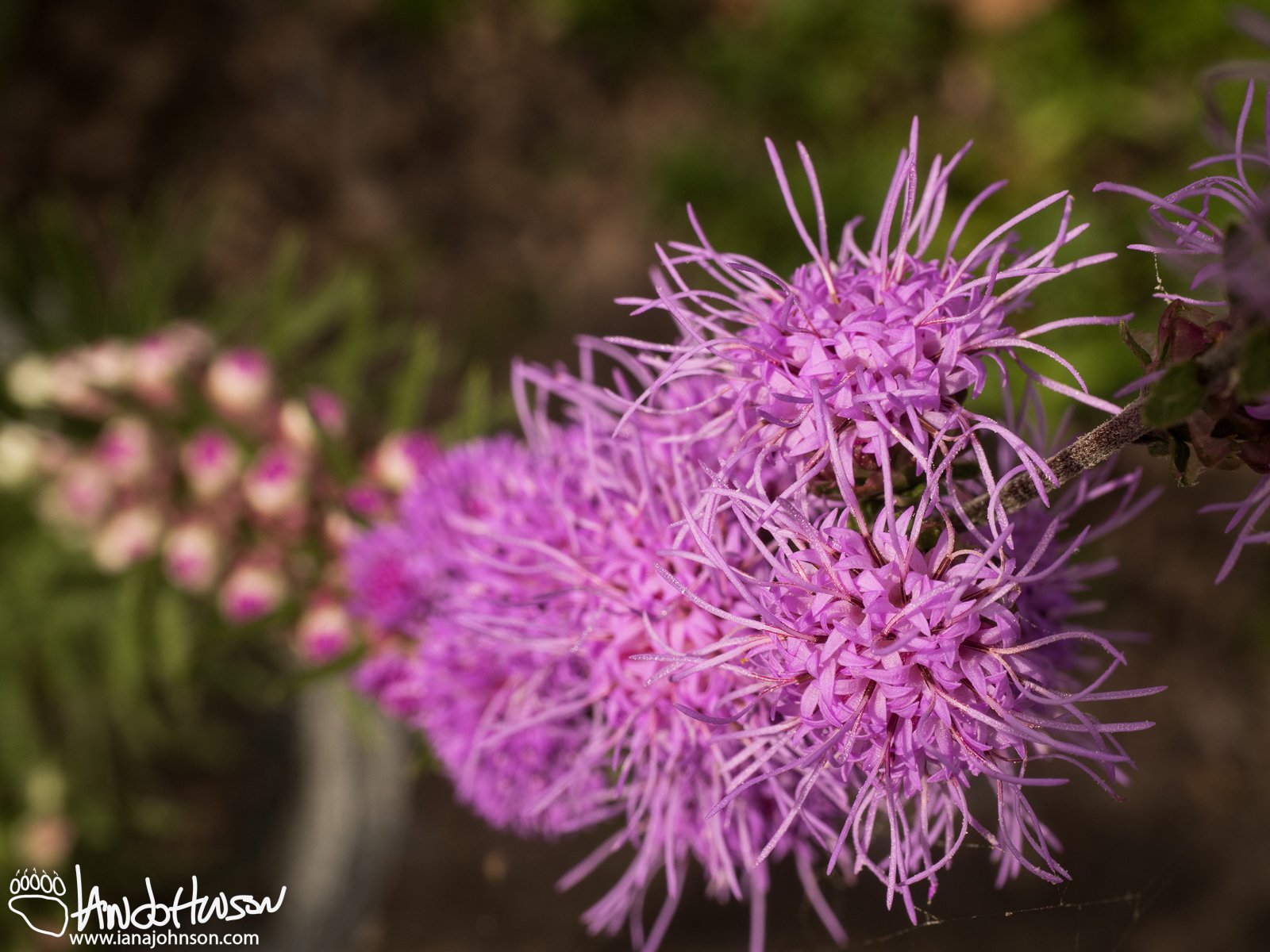 September 3rd : Meadow Blazing Star