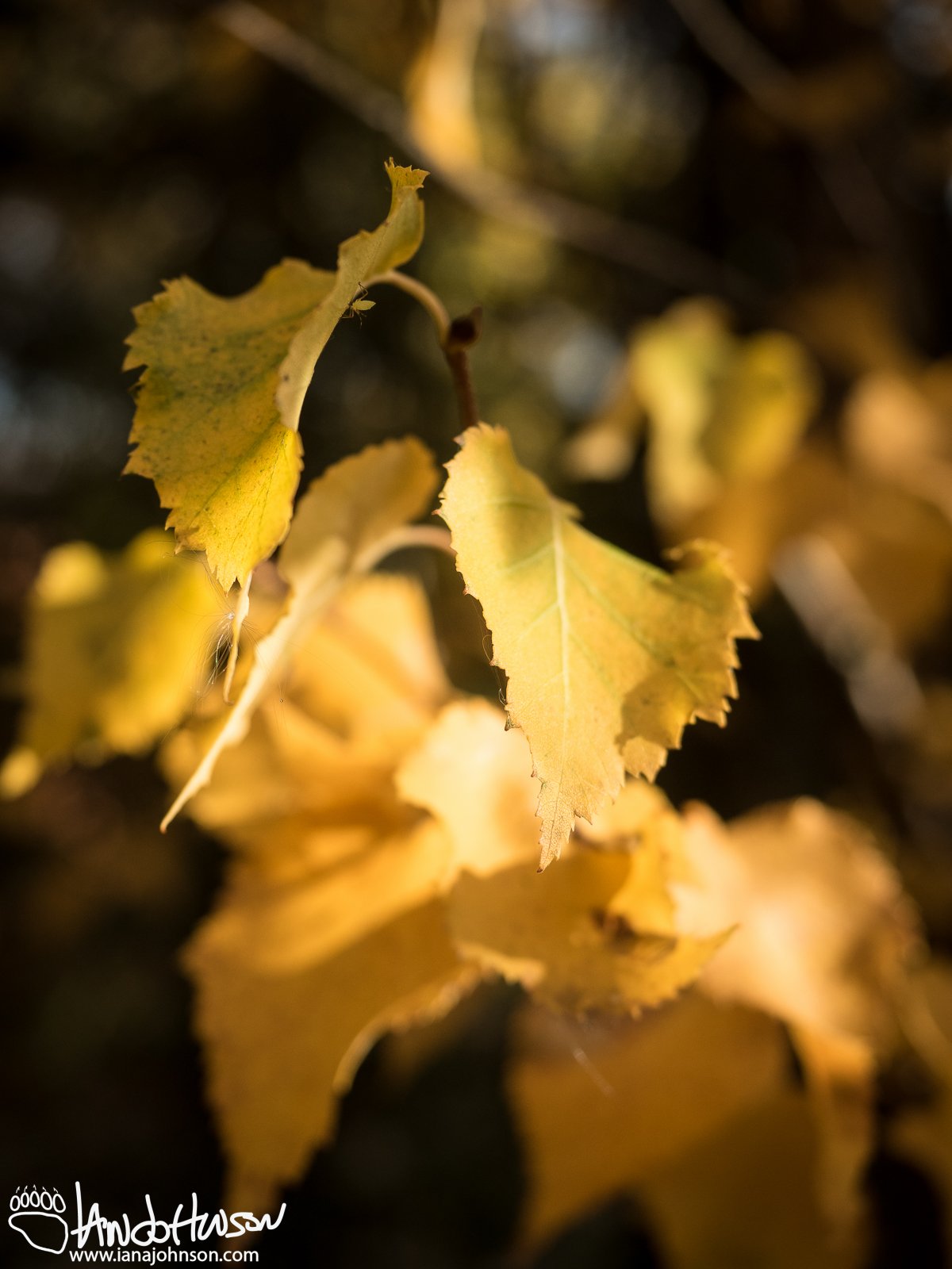 September 9th : Golden Birches