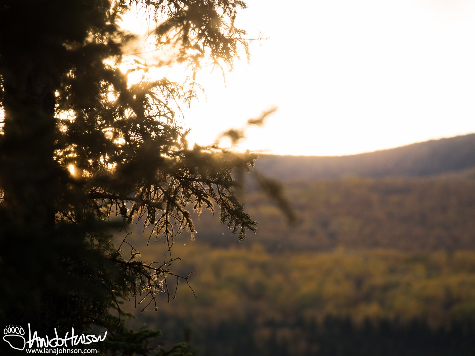 September 10th : Sunset through the spruces